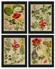 Wildflower Botanical Prints Wall Art Set of 4 Beautiful Antique Vintage Unframed picture