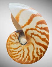 Chambered Nautilus Shell Specimen Brown & White Striped Approx. 151.5 mm picture