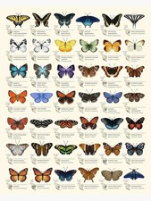 North American Butterflies Identification Chart Vintage Nature Print Poster picture