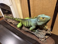 #31388 WC | Green Iguana beautiful Life-Size Taxidermy Mount For Sale picture