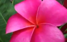 NEON PINK 10-14 IN" PLUMERIA FRANGIPANI HAWAII HYBRID CUTTING FREE SHIPPING picture