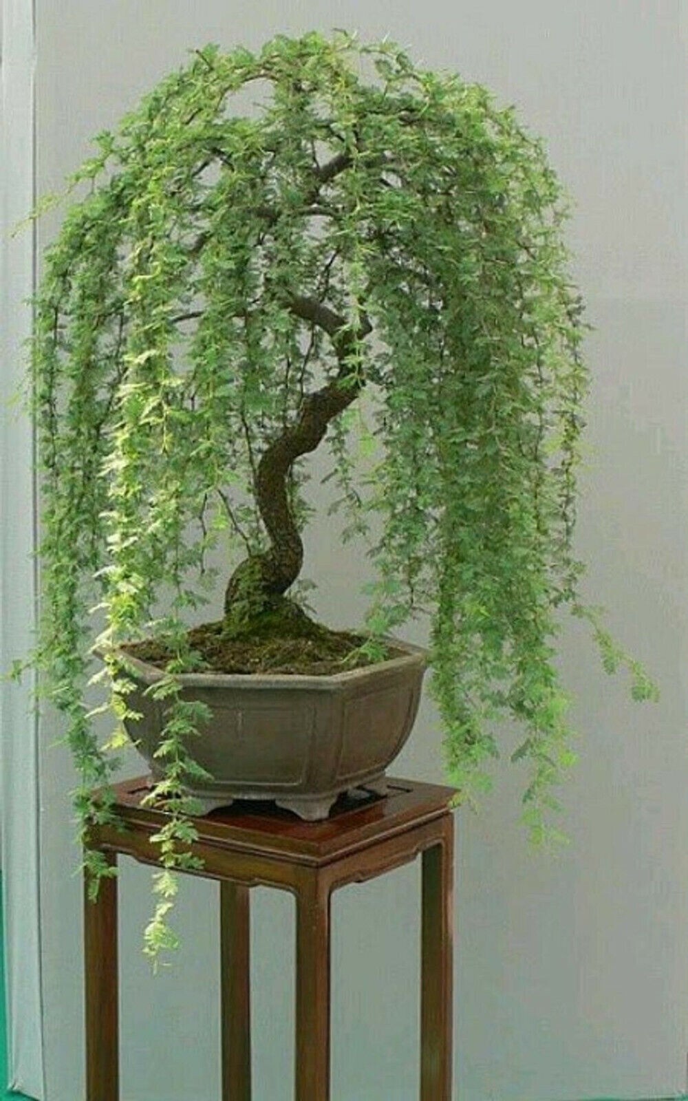 Bonsai Green Weeping Willow Tree - Thick Trunk Cutting Bonsai Green Weeping Willow Tree - Thick Trunk Cutting