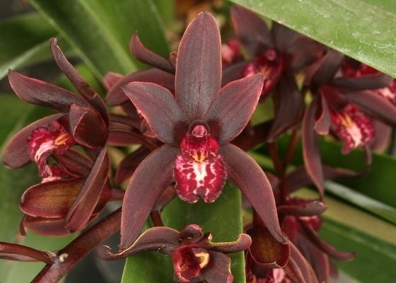 Cymbidium Australian Midnight.  Warm Growing Orchid, Plant Shipped in 3" Pot