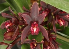 Cymbidium Australian Midnight.  Warm Growing Orchid, Plant Shipped in 3" Pot picture