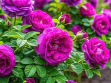 Rugosa Rose Bush Seedlings for Planting picture