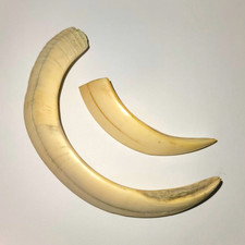 HUGE 15" Trophy Wild Boar Tusk Pair Genuine Real Boar Teeth Scrimshaw Craft 8" picture