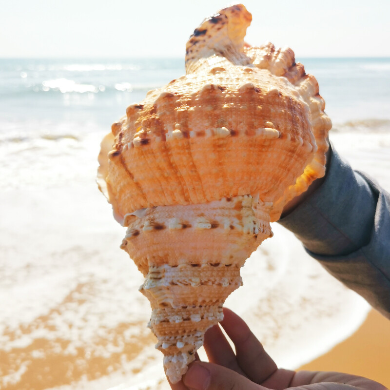 Natural Rubeta Conch Shell Sea Snail Gift Home Fish Tank Ornament 22-23cm Natural Rubeta Conch Shell Sea Snail Gift Home Fish Tank Ornament 22-23cm