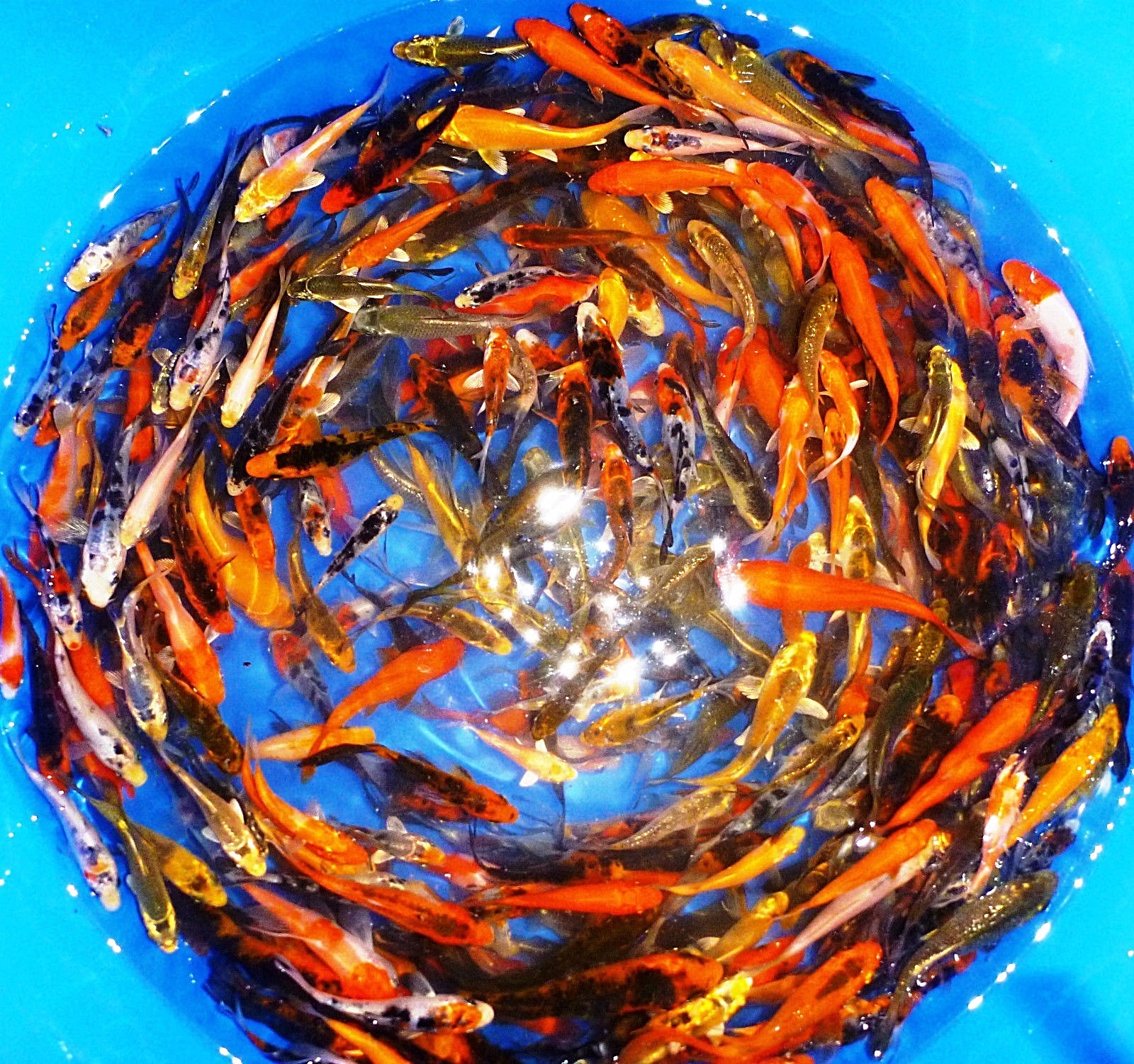 75-Lot Assorted 2”-4” live koi Standard fin Live koi fish variety lot PKF
