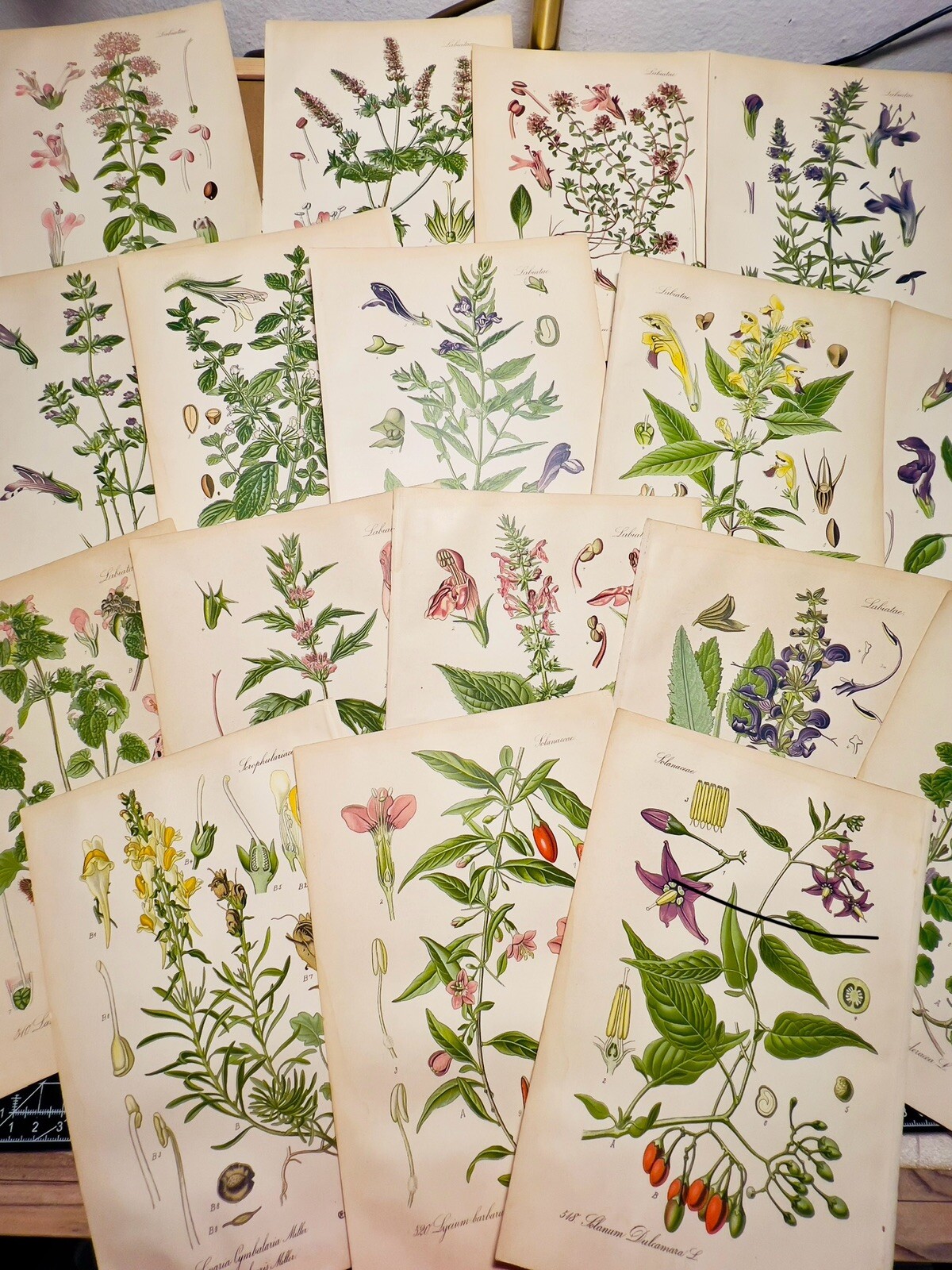 Set of 3 Antique Botanical Illustration 1886 Chromolithograph Vintage