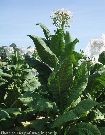 1000 Virginia Gold Tobacco Seeds ~ Heirloom Nicotiana Tabacum ~ Fast grow 1000 Virginia Gold Tobacco Seeds ~ Heirloom Nicotiana Tabacum ~ Fast grow