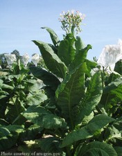 1000 Virginia Gold Tobacco Seeds ~ Heirloom Nicotiana Tabacum ~ Fast grow picture