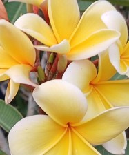 TWO 2 PLUMERIA FRANGIPANI HULAGIRL HAWAII LEI FLOWER CUTTING  10-14" 2 CUTTINGS picture