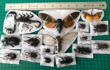15 Beetle Insects Bugs Real Taxidermy Butterflies Cicadas Dried Oddities Decor picture