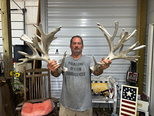 Whitetail Antler Set  of sheds Boone & Crockett Score 267.5 picture