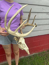 Big Wild Iowa 10 Point Whitetail Deer Antlers Rack Skull picture