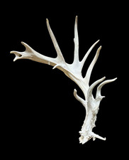 Deer Shed Single Antler Taxidermy Decor Boone & Crockett Score 96.9" picture