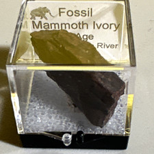 Fossil Mammoth Ivory Ice Age Specimen Withlacoochee River FL Display Case picture