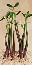 10 Mangroves Live Plant- Red Mangrove Seeds - Aquarium Saltwater Freshwater Tank picture