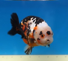 Live Fish 5 1/2“ inch Ranchu (Gelato) YUANBAO Goldfish Parental Grade A+ picture