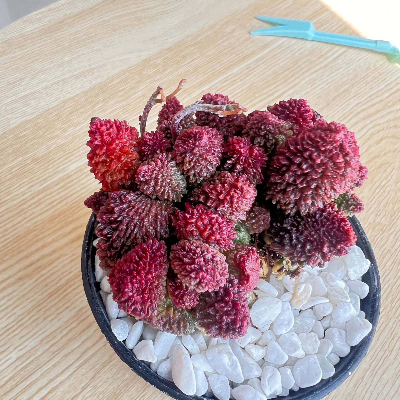 Live Adromischus marianae var. herrei Succulent Plant Bare Root Indoor plant Live Adromischus marianae var. herrei Succulent Plant Bare Root Indoor plant