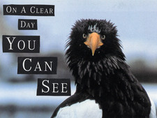 Original Collage Art Handmade Funny Bird Quote Words Humor Mixed Media Gift OOAK picture