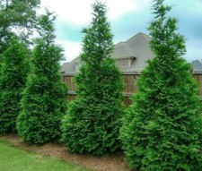 50 Murray Cypress Trees - 5-8" Tall - 2.5" Pots - Live Plants, Christmas Trees picture