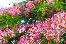 Cassia renigera Tree seeds Gnarled Trunk for bonai character- 5 Seeds picture