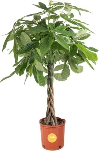 Money Tree, Large, Live Indoor Plant, Easy to Grow Pachira House Plant Gift, Hom Money Tree, Large, Live Indoor Plant, Easy to Grow Pachira House Plant Gift, Hom