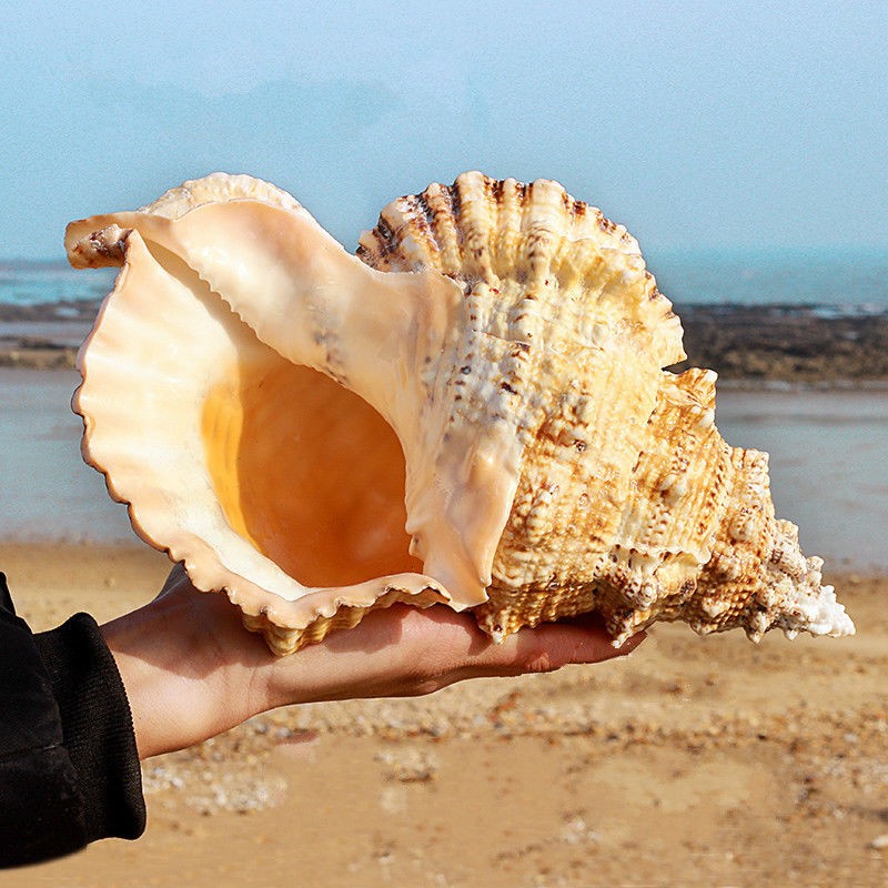 22-23cm 9Inch Natural Rubeta Conch Shell Sea Snail Gift Home Fish Tank Ornament 22-23cm 9Inch Natural Rubeta Conch Shell Sea Snail Gift Home Fish Tank Ornament