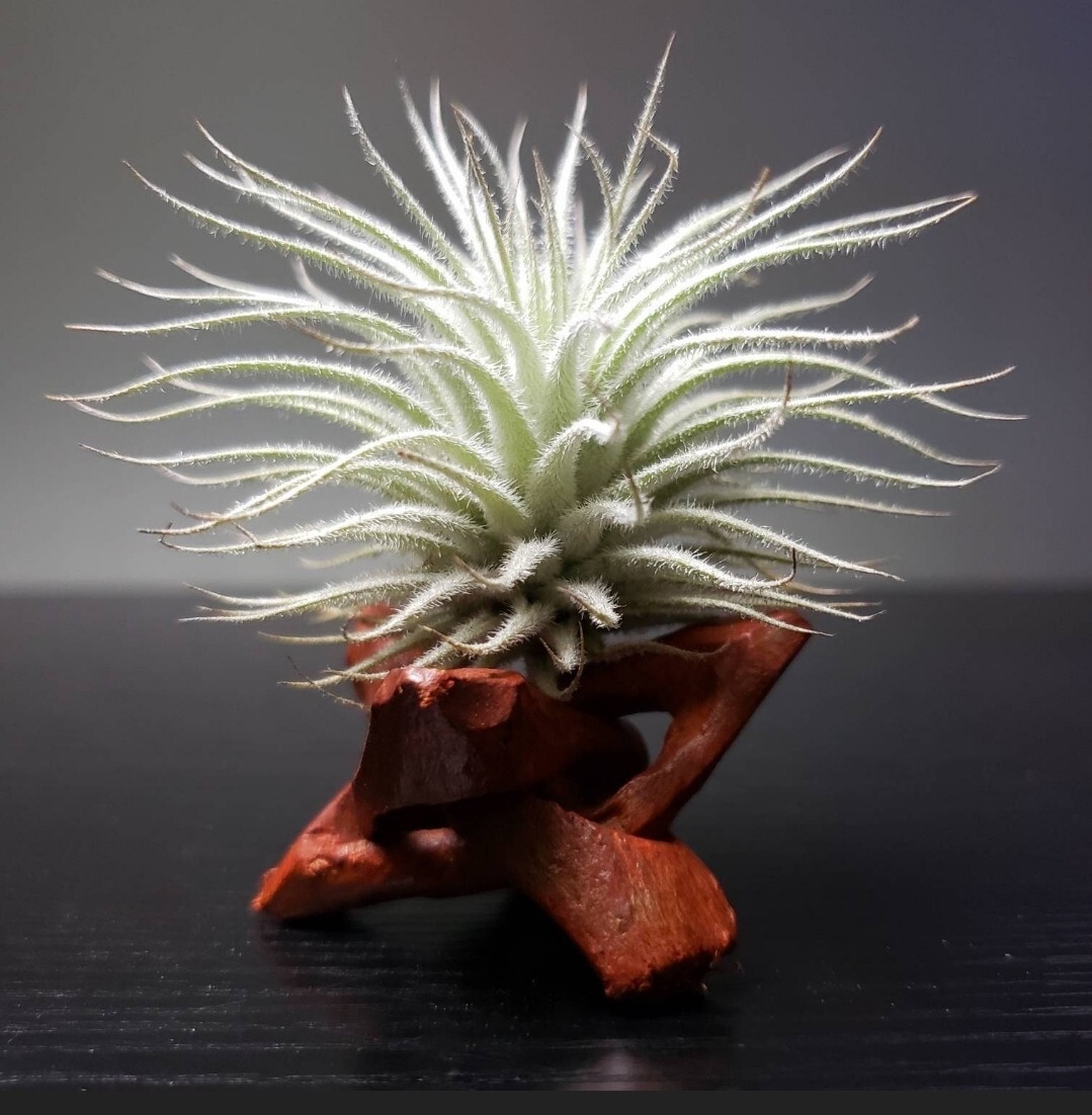 Tectorum Ecuador Air Plant Wholesale Beautiful Tillandsia Tectorum Ecuador Air Plant Wholesale Beautiful Tillandsia
