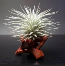 Tectorum Ecuador Air Plant Wholesale Beautiful Tillandsia picture
