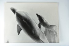 Dolphins Nina Calf Whipsnade Park Zoo Press Association 1984 VTG Photo picture