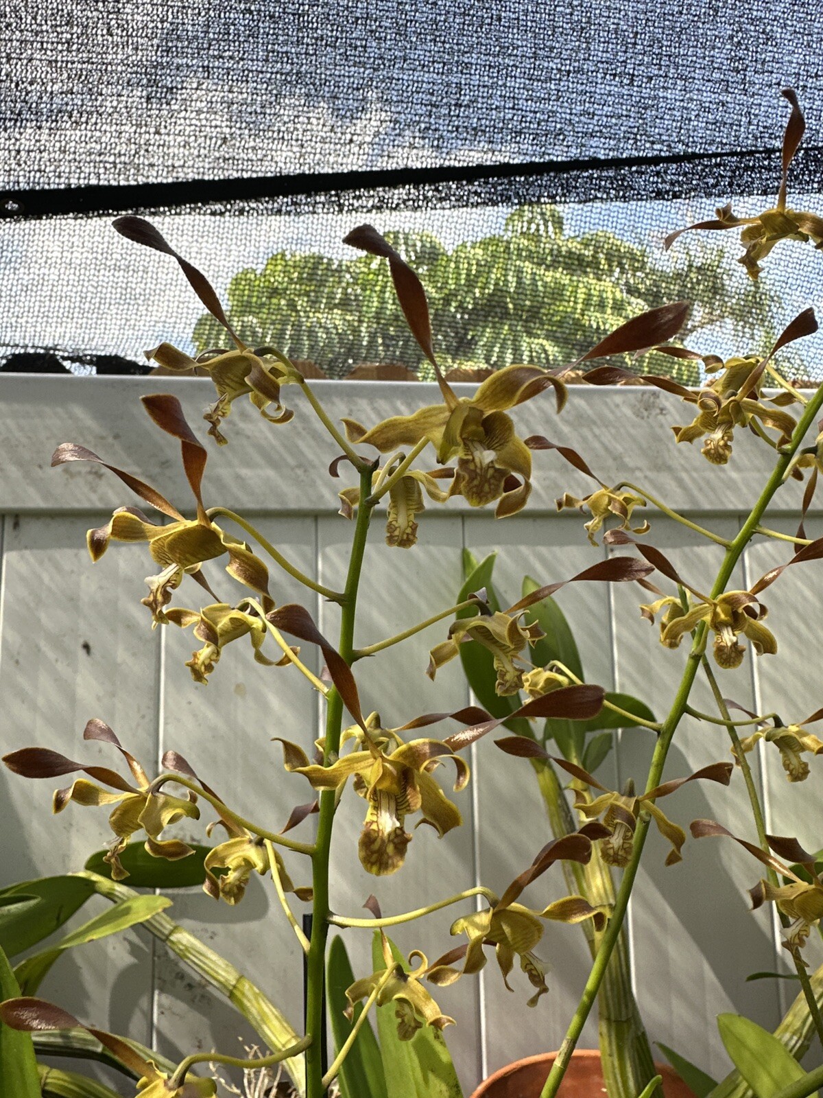 TEN PLANTS Lot Of 10 Dendrobium Orchids Instant Collection Shipped Bare Root Gg TEN PLANTS Lot Of 10 Dendrobium Orchids Instant Collection Shipped Bare Root Gg
