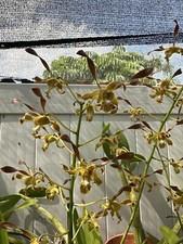 TEN PLANTS! Lot Of 10 Dendrobium Orchids Instant Collection Shipped Bare Root Gg picture