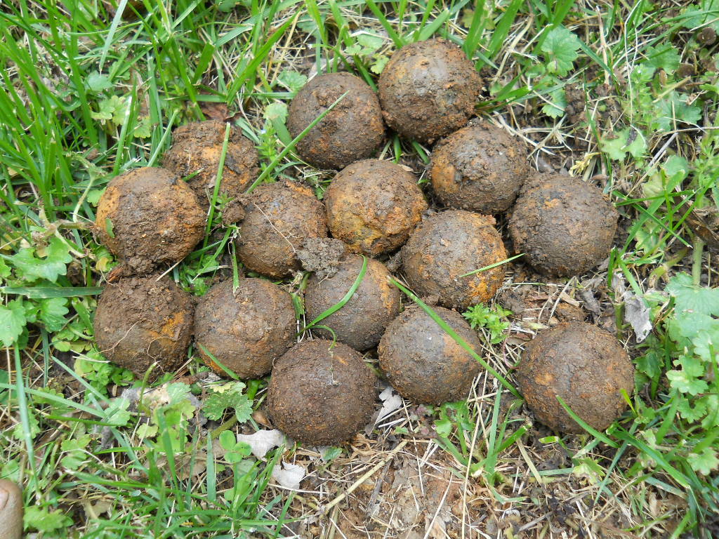 Old Rare Vintage Antique Civil War Relic Confederate Canister Shot Appomattox VA Old Rare Vintage Antique Civil War Relic Confederate Canister Shot Appomattox VA