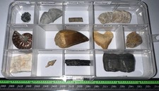 Labeled 12 REAL Fossil Lot Collection MOSASAUR, DINOSAUR, ICE AGE, SHARK TOOTH! picture