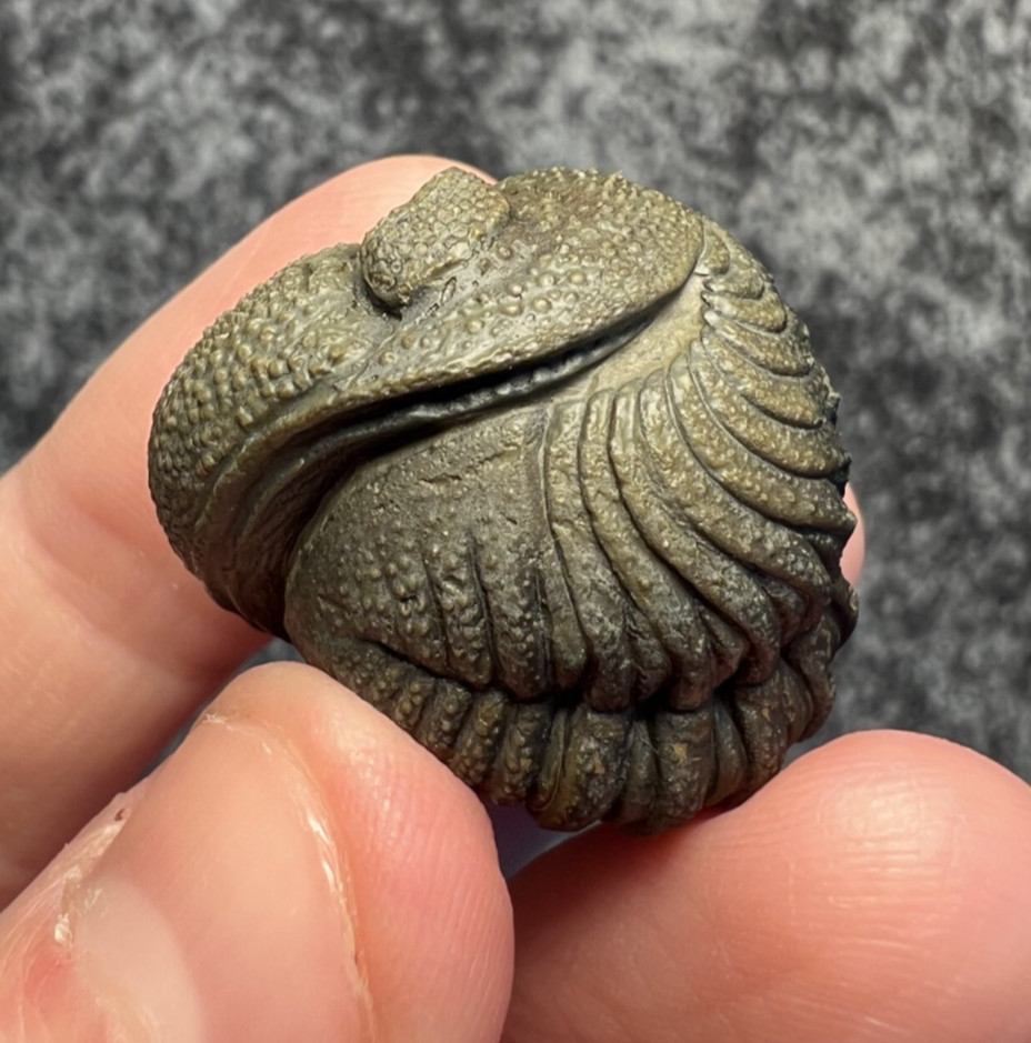 Moroccops sp. Trilobite Fossil – Impressive Detail & Preparation ✅ Moroccops sp. Trilobite Fossil – Impressive Detail & Preparation ✅