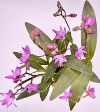 Dendrobium KINGIANUM species FRAGRANT miniature flower orchid. EASY to grow picture
