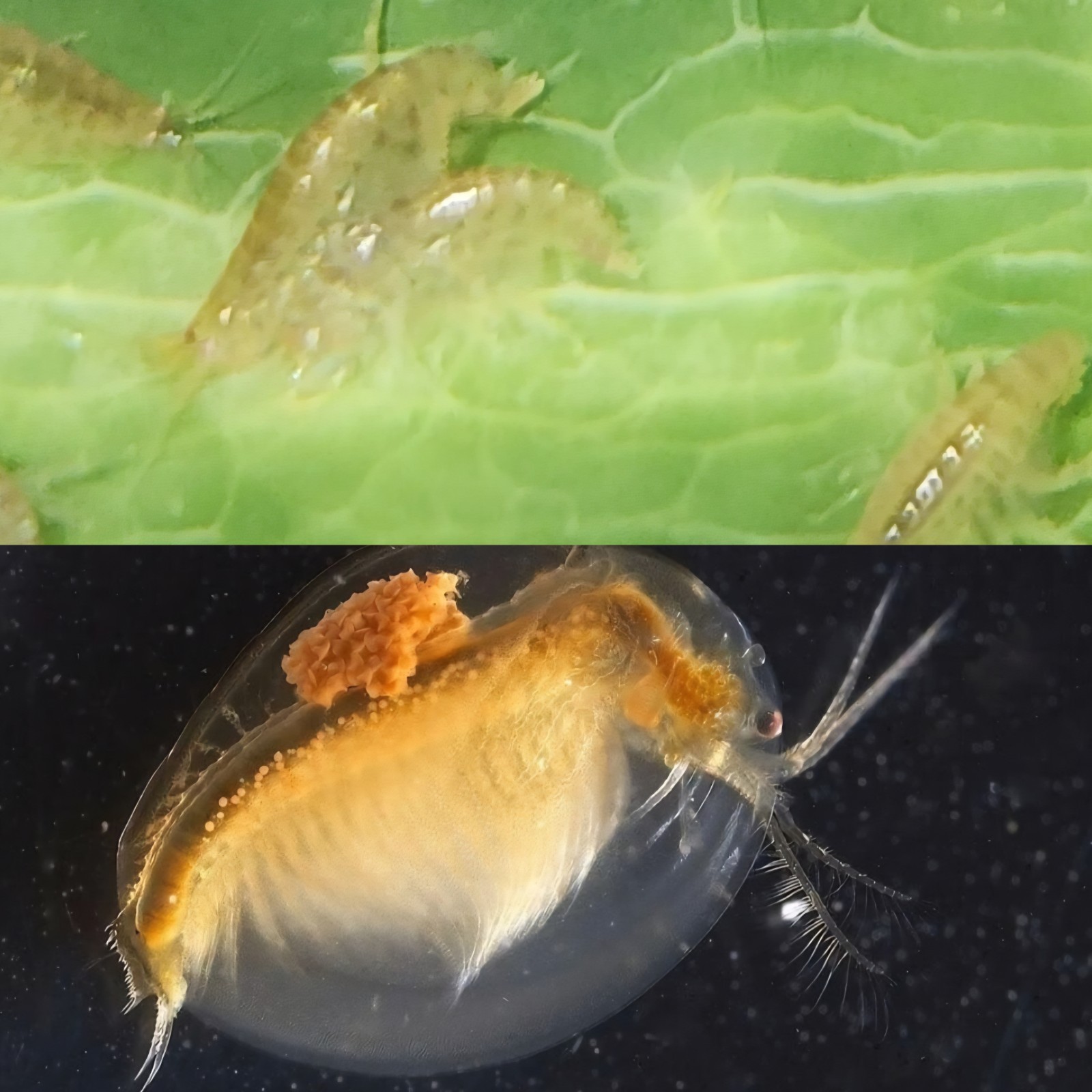 Freshwater Live Food Bundle – Seed Shrimp & Scuds for Fry & Nano Tanks Freshwater Live Food Bundle – Seed Shrimp & Scuds for Fry & Nano Tanks