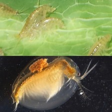 Freshwater Live Food Bundle – Seed Shrimp & Scuds for Fry & Nano Tanks picture