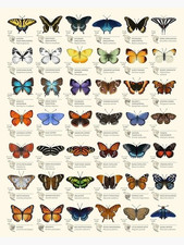 Butterfly Species Identification Chart Nature Wall Poster picture