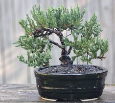 San Jose Juniper Bonsai In 8 Inch Ceramic Pot. 9 Year Old Beauty.  picture