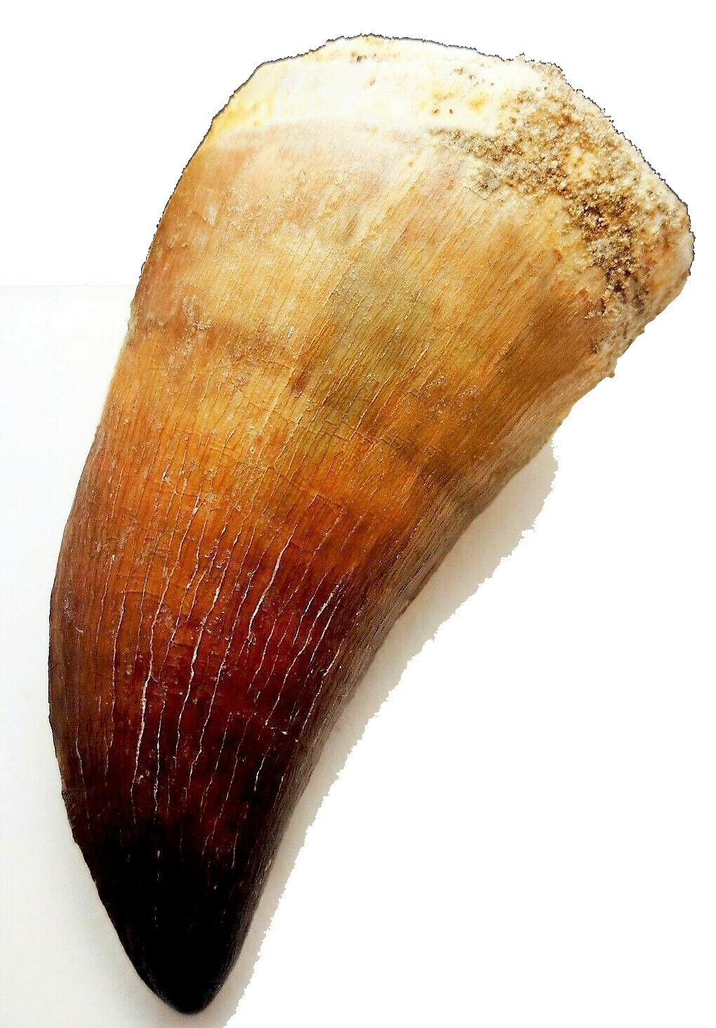 2 INCH MOSASAUR TOOTH LARGE MARINE DINOSAUR MOSASAURUS REAL FOSSIL EXTINCT LARGE 2 INCH MOSASAUR TOOTH LARGE MARINE DINOSAUR MOSASAURUS REAL FOSSIL EXTINCT LARGE