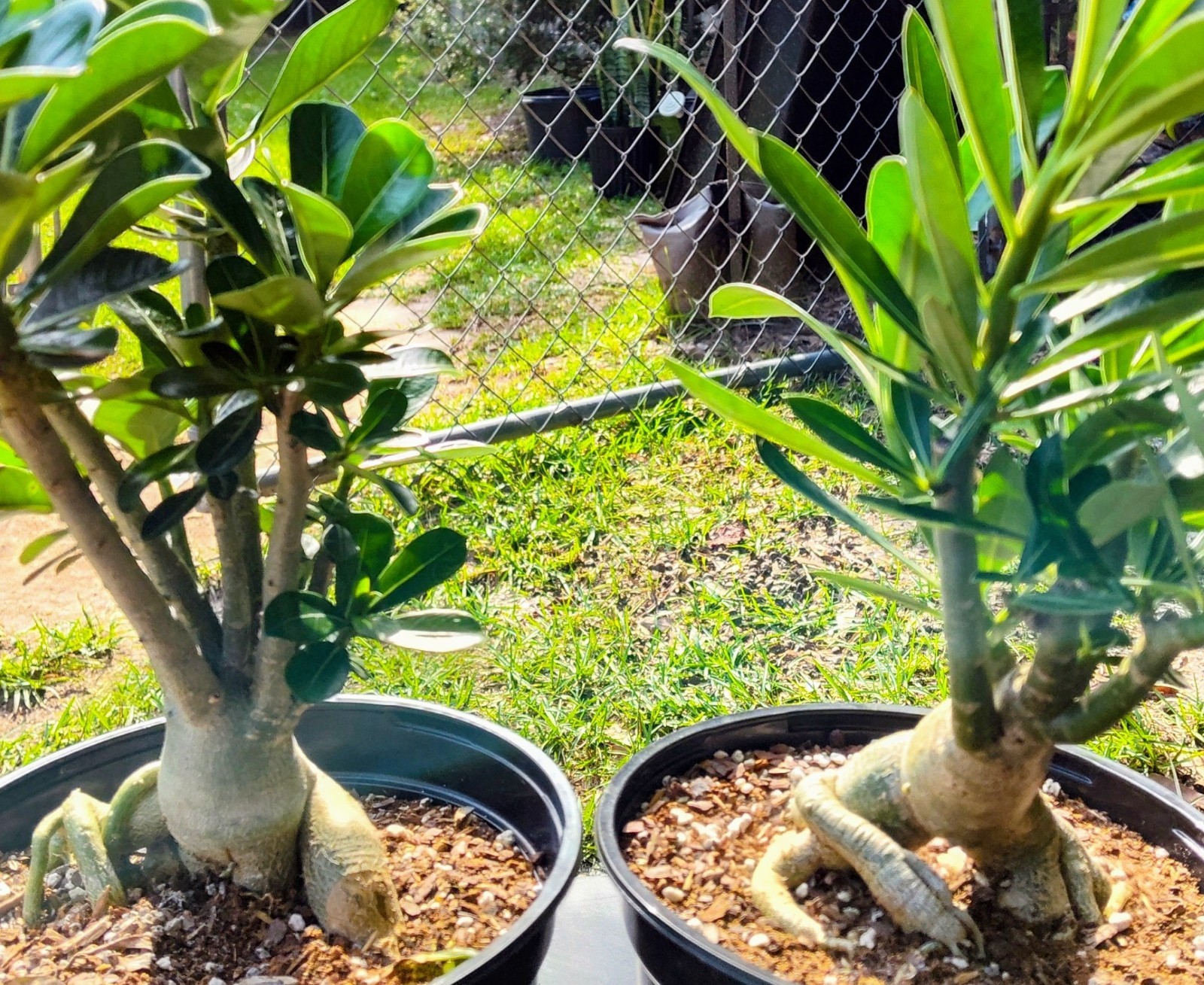 One healthy desert rose Aribicum plants 3+years. Fat Caudex.
