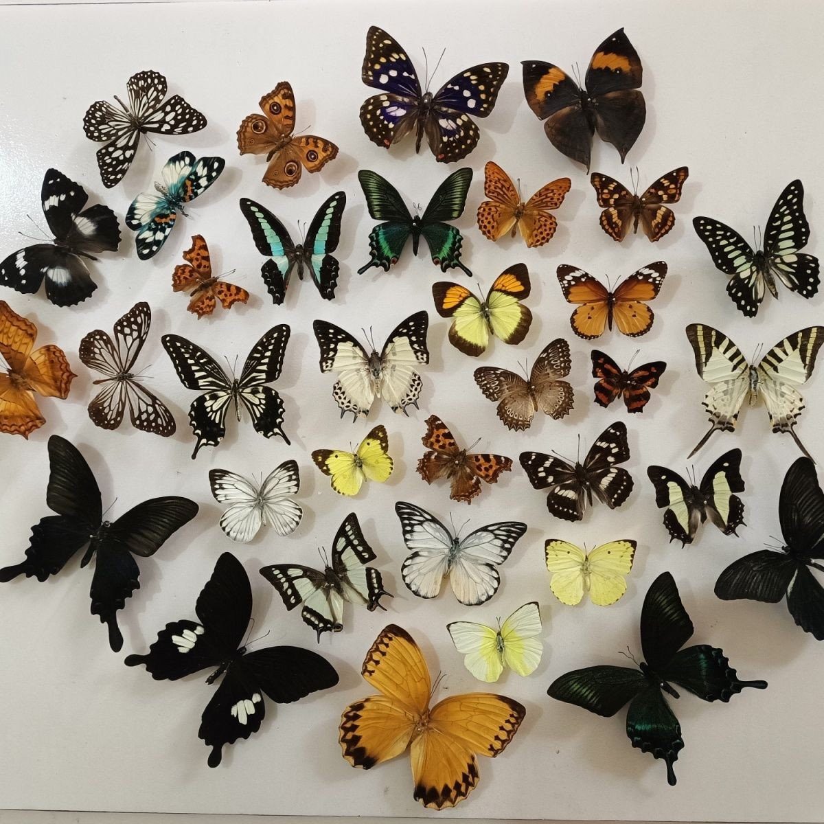 Real Butterfly Specimens Random Mix Pack 20 Pcs Spread Wings Insect Collection