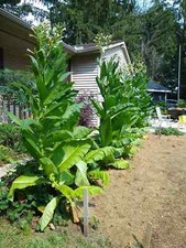 2,000 Tobacco Seeds - MICHIGAN GROWN! Organic, Heirloom, non-GMO picture