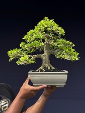 Bonsai Streblus Asper Small Size Unique Bonsai Tree picture